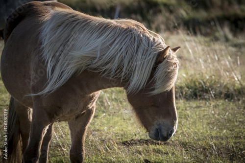 Backlit Icelandic Horse