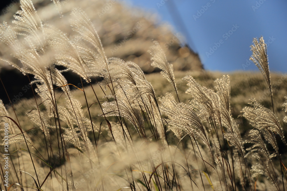 仙石原すすき Famous Spot Of Japanese Pampas Grass Susuki Sougen Of Sengokuhara In Hakone Stock Photo Adobe Stock 仙石原すすき Famous Spot Of Japanese Pampas Grass Susuki Sougen Of Sengokuhara In Hakone Stock Photo Adobe Stock