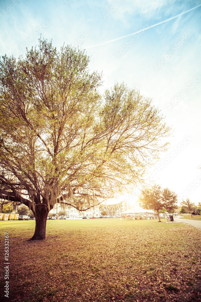 Obraz premium Tree Landscape