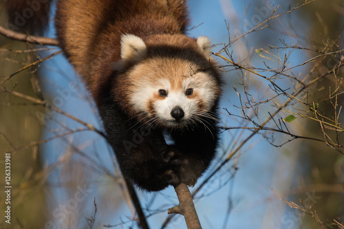 Fototapeta Naklejka Na Ścianę i Meble -  Red panda in a tree climbing on a blue sky