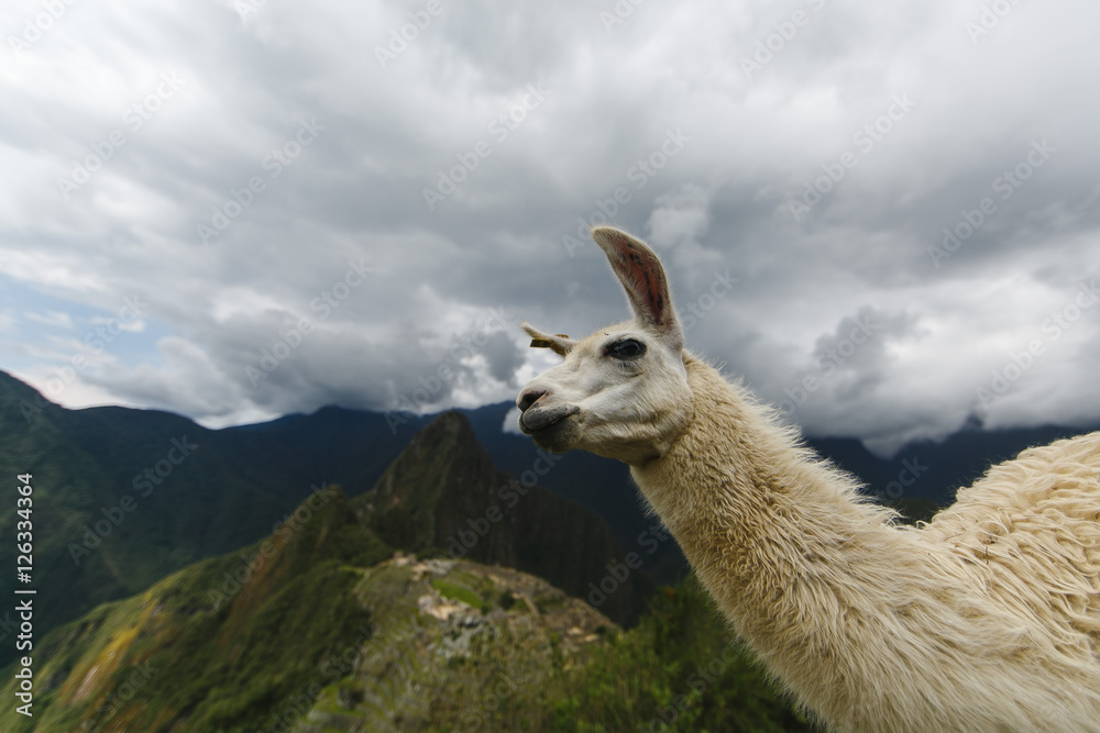 Obraz premium Lama in Machu Picchu, Peru. UNESCO World Heritage Site