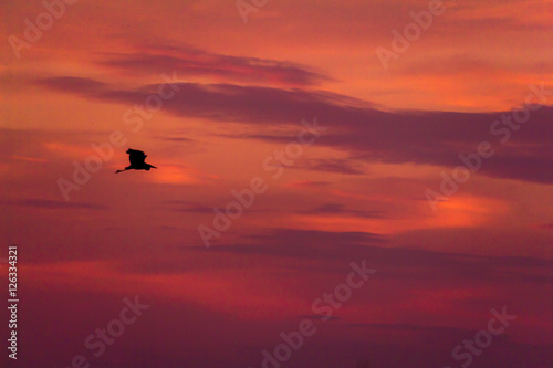 Bird flying at sunset