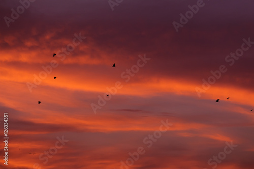 Birds flying at sunset © Adrian Ioan Ciulea