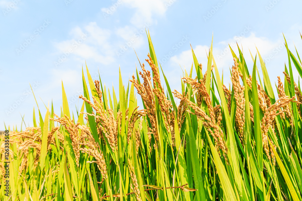 Fototapeta premium Mature rice in the autumn