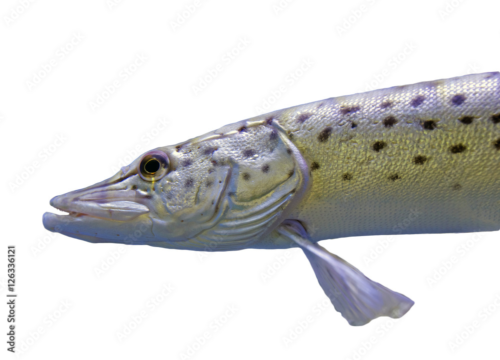 Naklejka premium Fish Spotted pike
