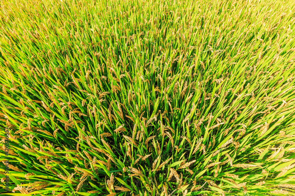 Mature rice in the autumn