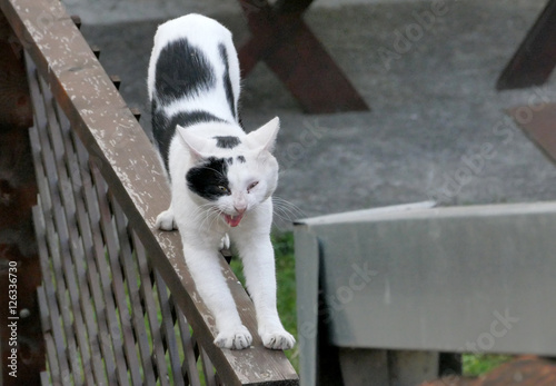 A black and white cat is stretching