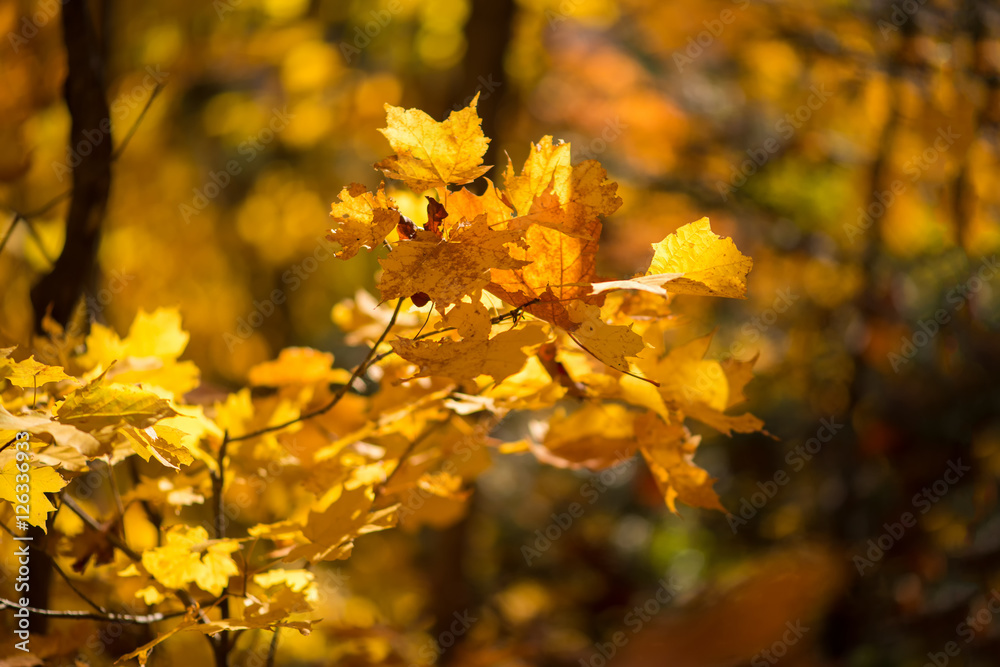 Maple leaves in the forest in daylight Maple leaves in the forest in daylight