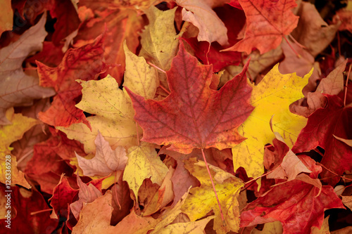 Fallen maple leaves in the forest