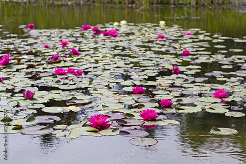 Fototapeta Naklejka Na Ścianę i Meble -  Water lillies in bloom on a pond