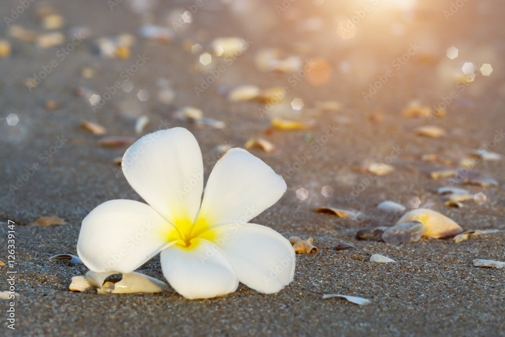 white and yellow frangipani flowers on the beach. white and yellow frangipani flowers on the beach.