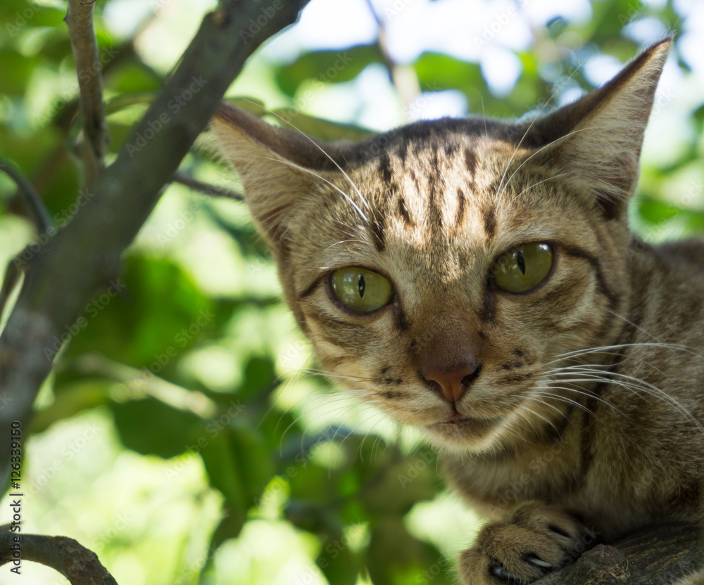 kitten sits on a tree branch.