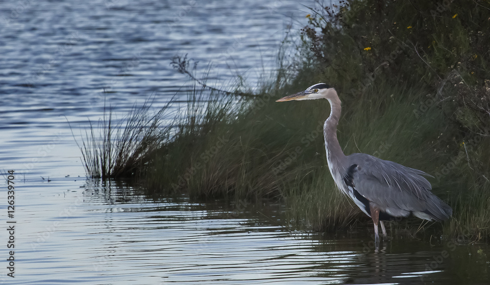 Naklejka premium Great Blue Heron