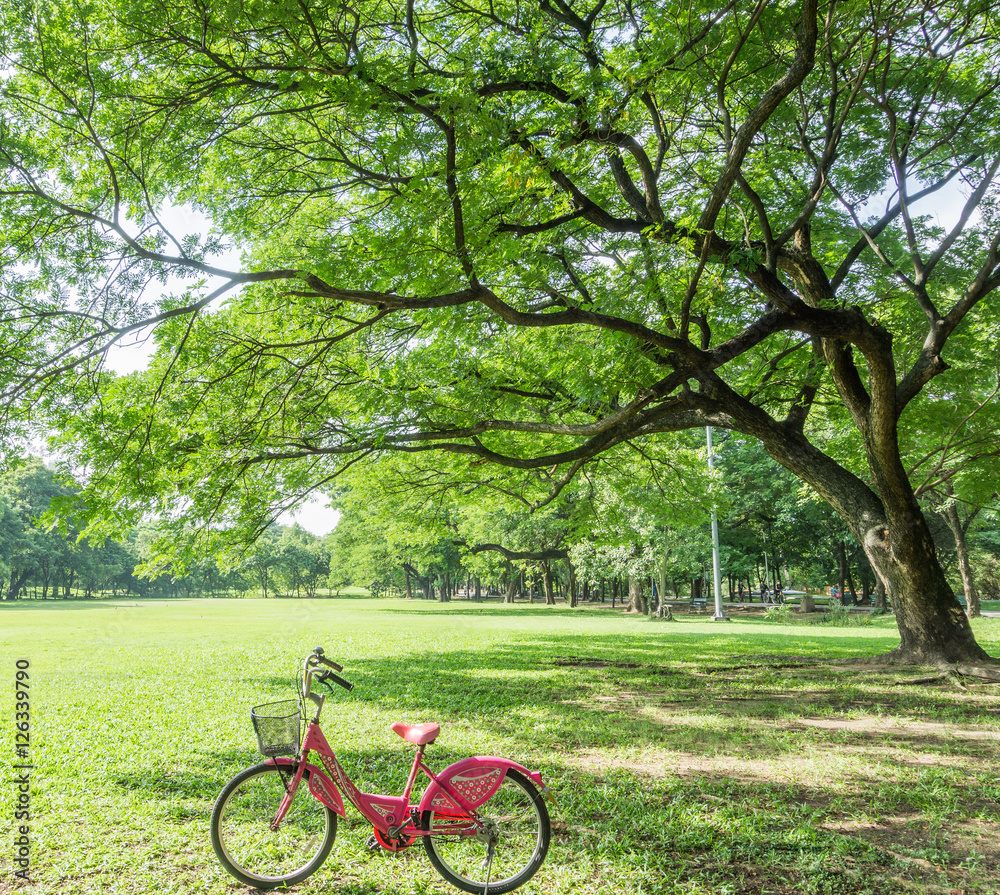 Bicycles in the park