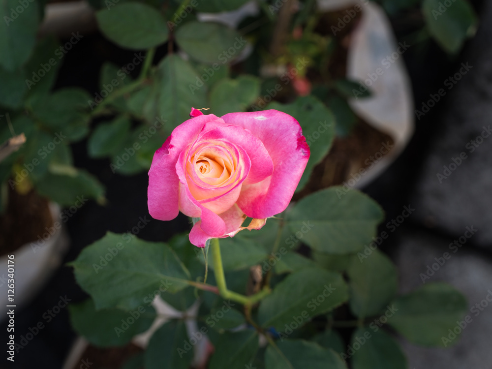 Yellow Pink Rose Blooming