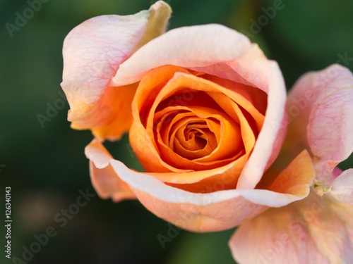 Orange White Pink Rose