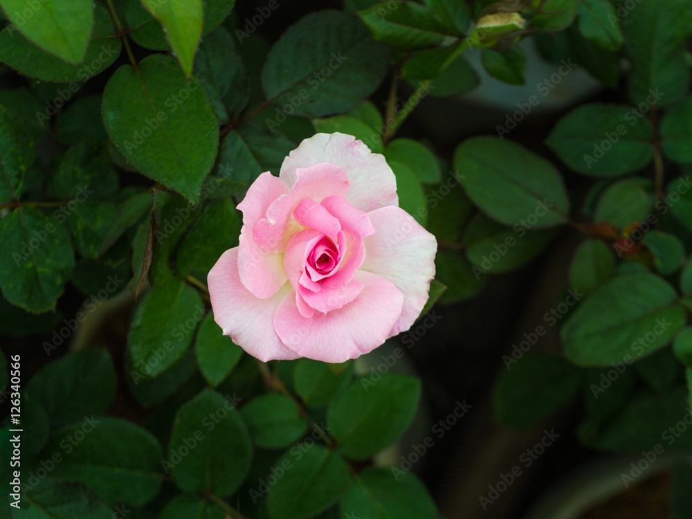 White Pink Rose White Pink Rose
