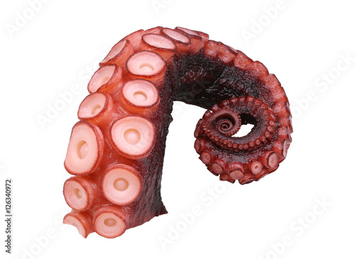 octopus, tentacles of octopus isolated on white background