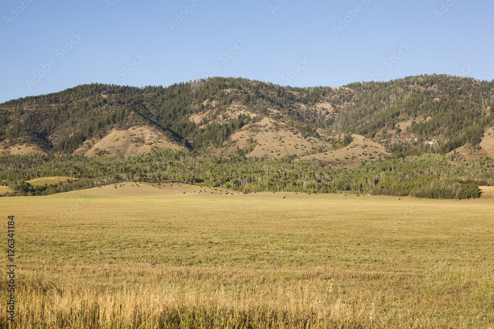 Cattle and horses at a mountainside ranch