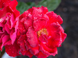 Rain Drops Perched on Red Rose