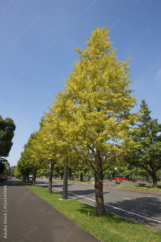Maidenhair or Ginkgo trees in Tokyo Imperial Palace ground in Au