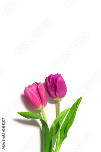 two fresh pink tulips
