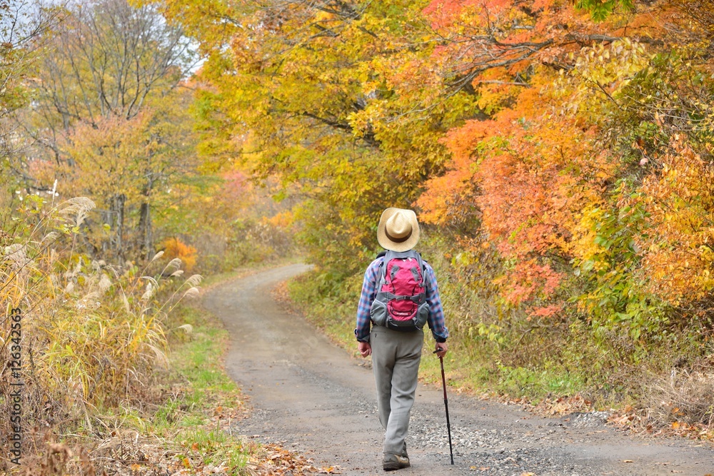 紅葉の森を歩く 紅葉の森を歩く