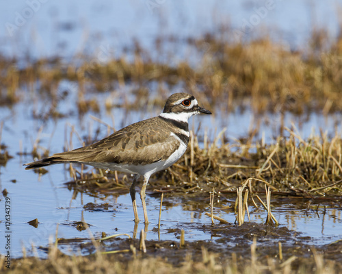 Killdeer in Idaho Marsh