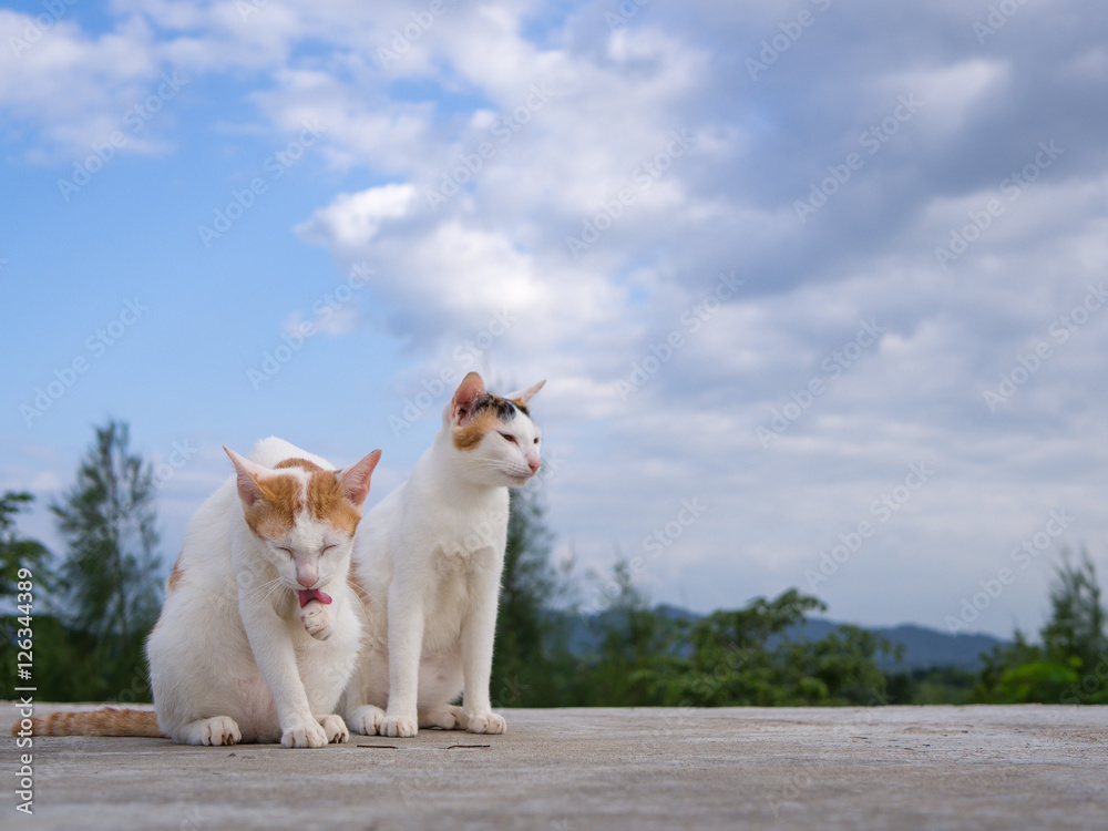 Two cat sitting on the roof and blue sky background Two cat sitting on the roof and blue sky background