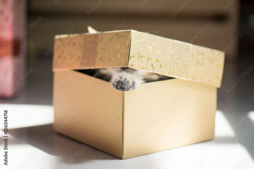 kitten playing in a gift box