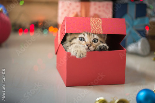 Fototapeta Naklejka Na Ścianę i Meble -  kitten playing in a gift box