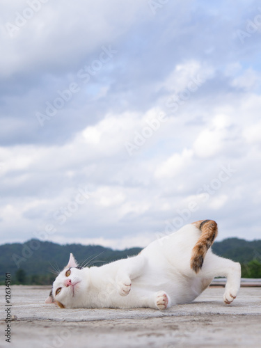 Cat on the roof and blue sky background