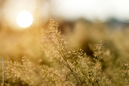 Small flower grass and sunlight.