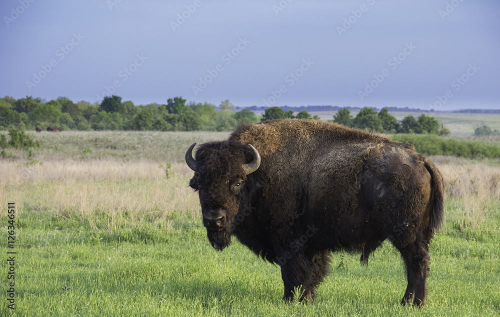 Buffalo on the Prairie