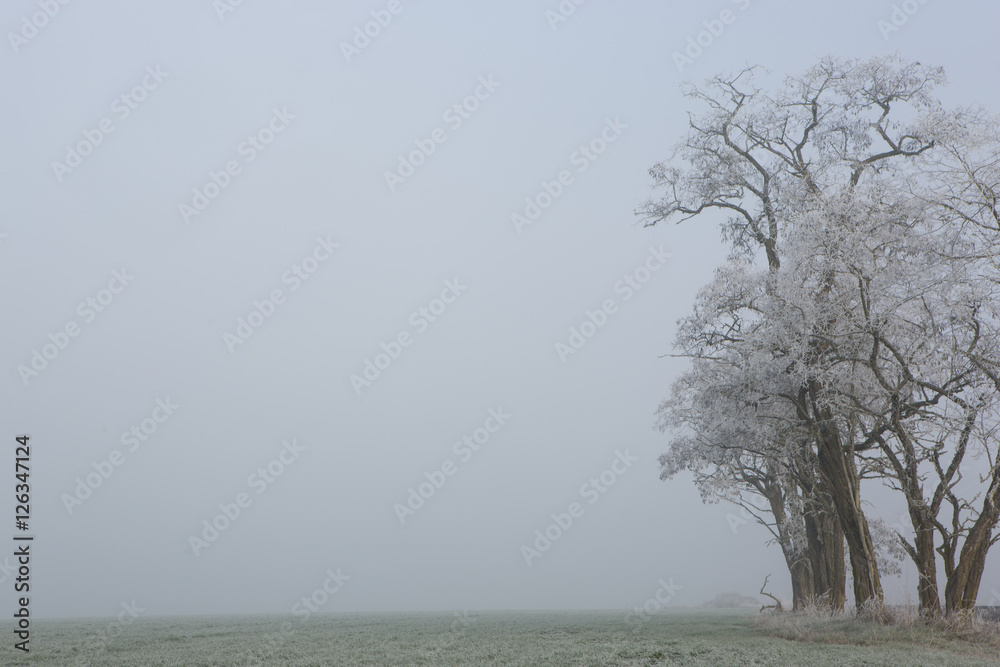 Frozen grass and trees on a foggy winter's morning Frozen grass and trees on a foggy winter's morning