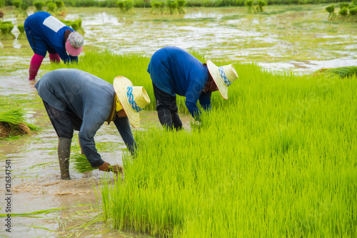 Farmers are planting rice on green fields
