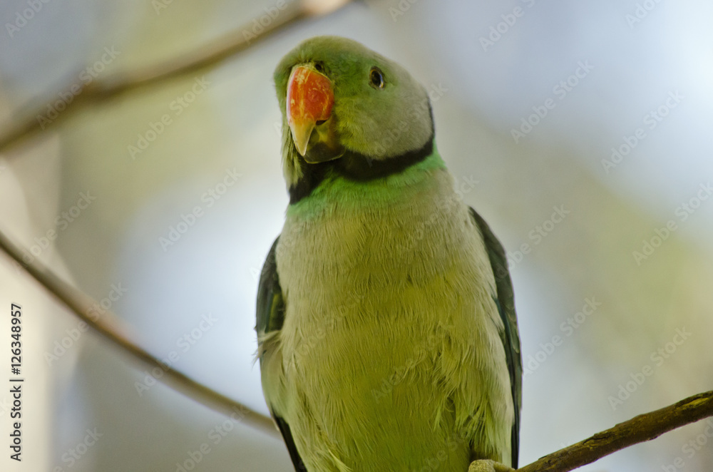 Naklejka premium malabar parakeet