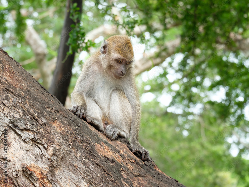 monkey monkey