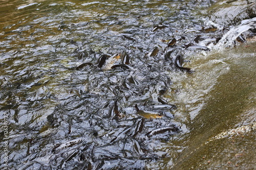 fish in Khao Cha Mao Waterfall in Rayong Thailand