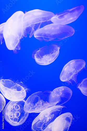 group of jellyfish in aquarium