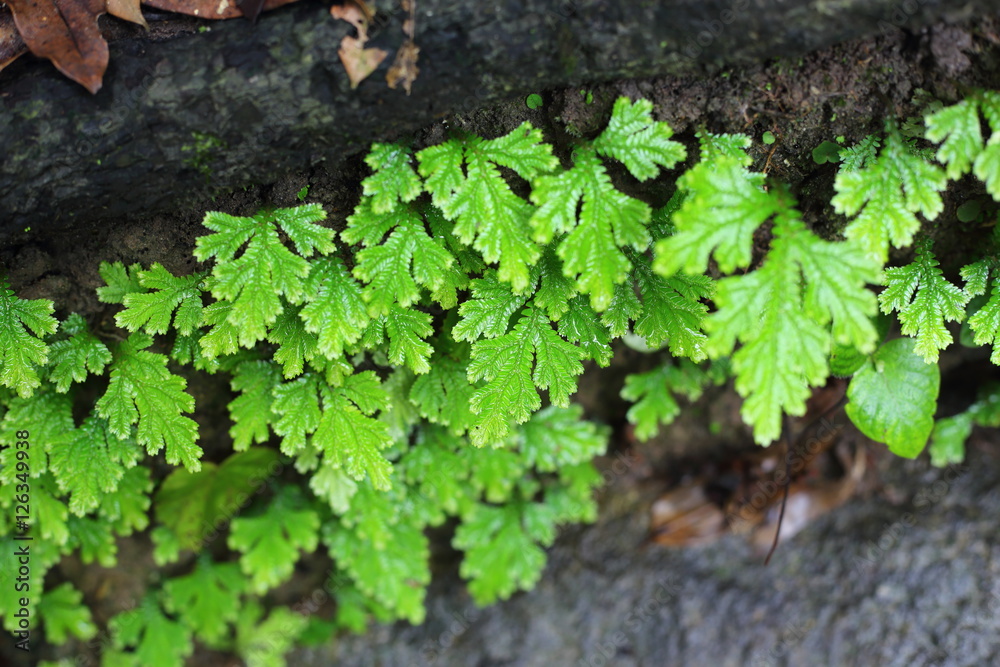 Plants that grow on rocks in the waterfall. Plants that grow on rocks in the waterfall.