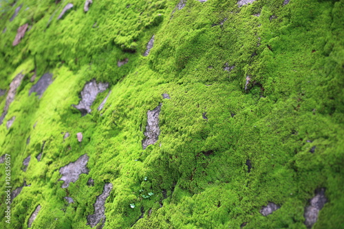 Moss on the rock