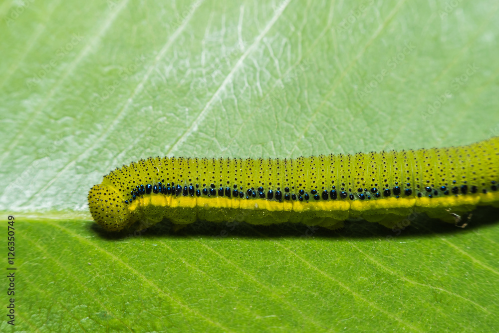 Fototapeta premium Macro View Lemon Emigrant caterpilla ,green worm
