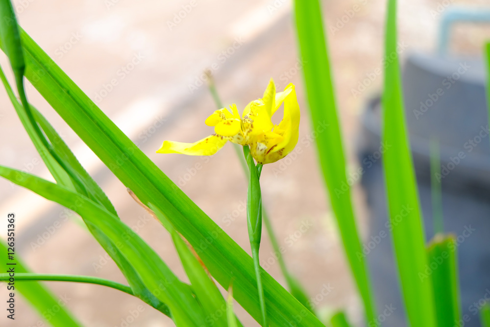 yellow flower yellow flower