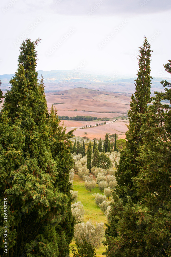 Fototapeta premium tuscan landscape of val d'orcia at sunset 