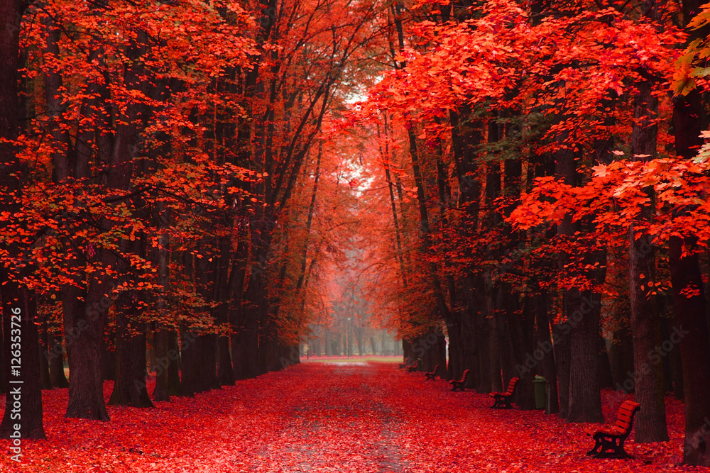 Fototapeta premium easy way in the autumn park