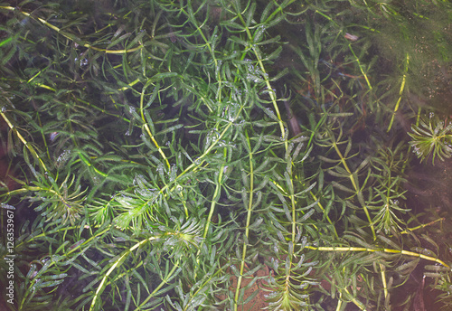 hydrilla aquatic plant close-up