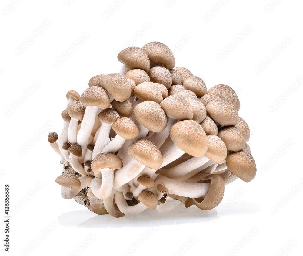 Brown beech mushrooms on white background Brown beech mushrooms on white background