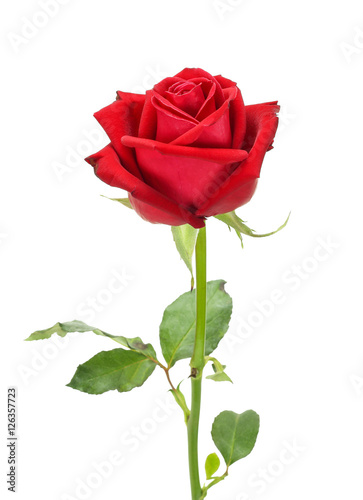 Beautiful red rose and leaves isolated on white background