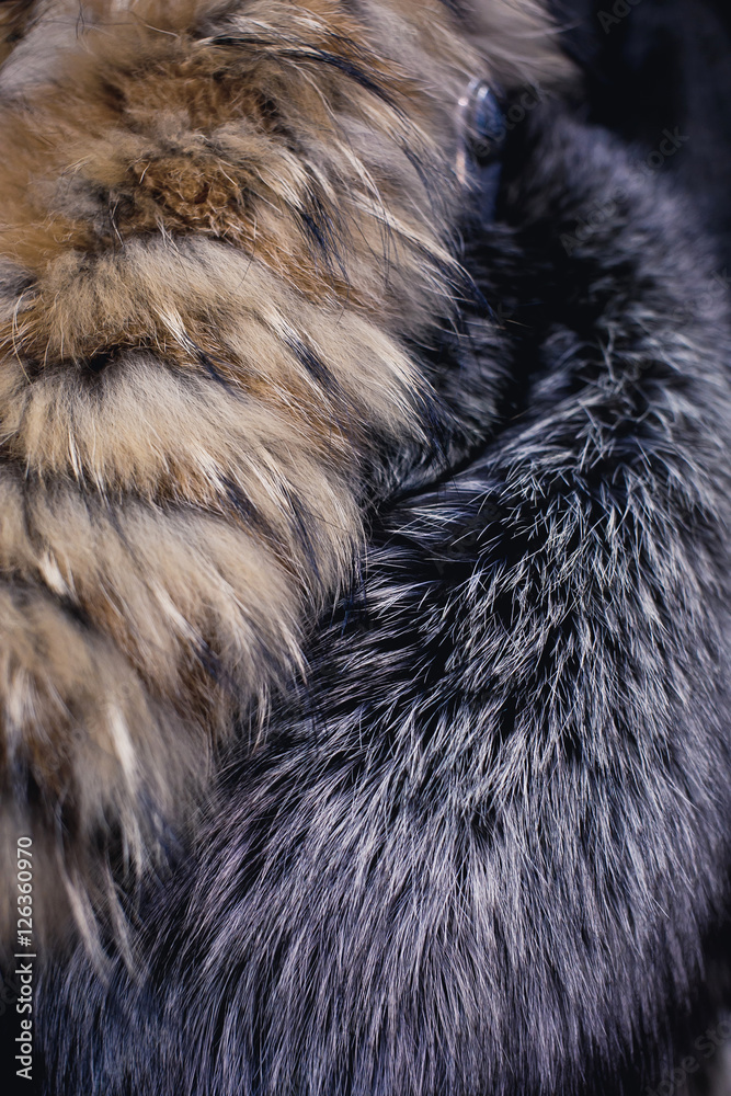 Natural fur close up. Natural fur close up.